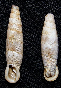 Tabella della Famiglia Clausilidae